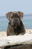 CANE CORSO 246